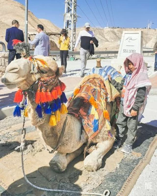 Dead Sea Camel 1 1