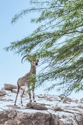 Dead Sea Ein Gedi Neta 1