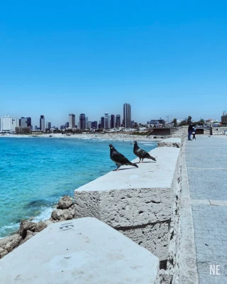 Tel Aviv And Jaffa Jaffa Birds1 1 1